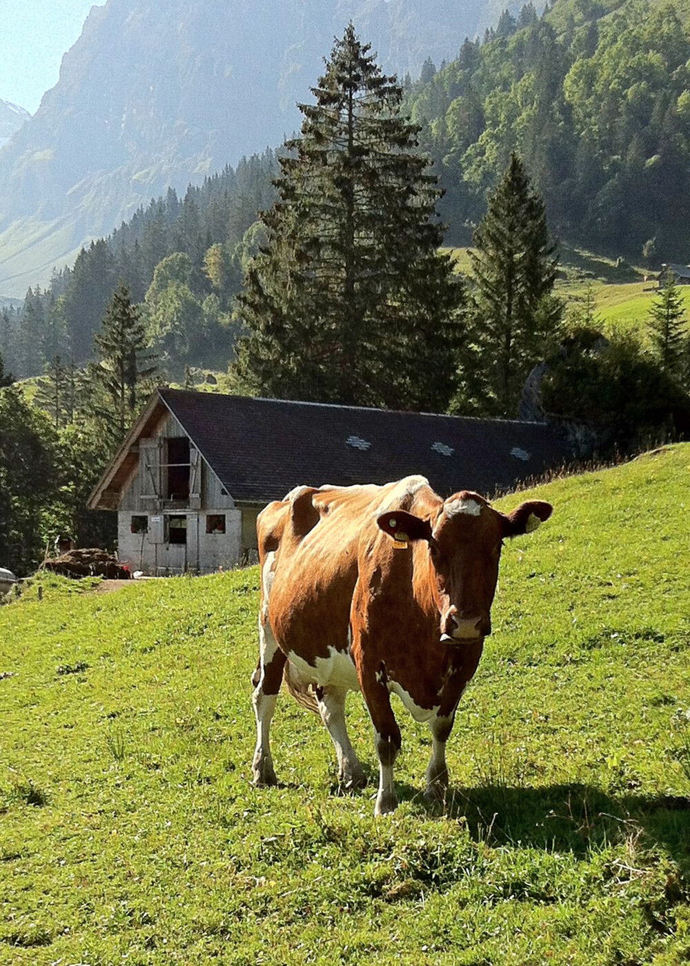 Alpkäse-Trail und Buiräbähnli-Safari