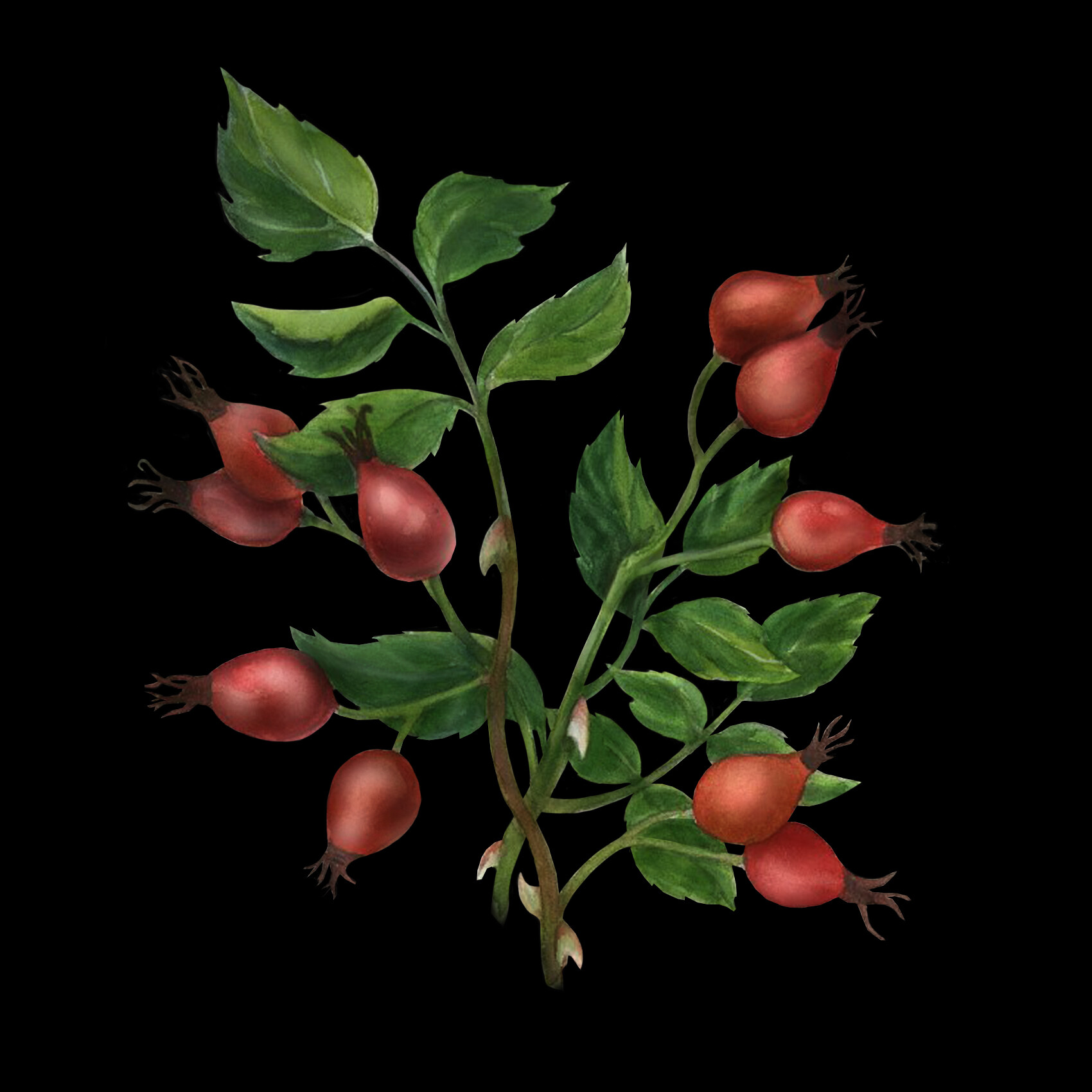 Packaging Compleo Gin