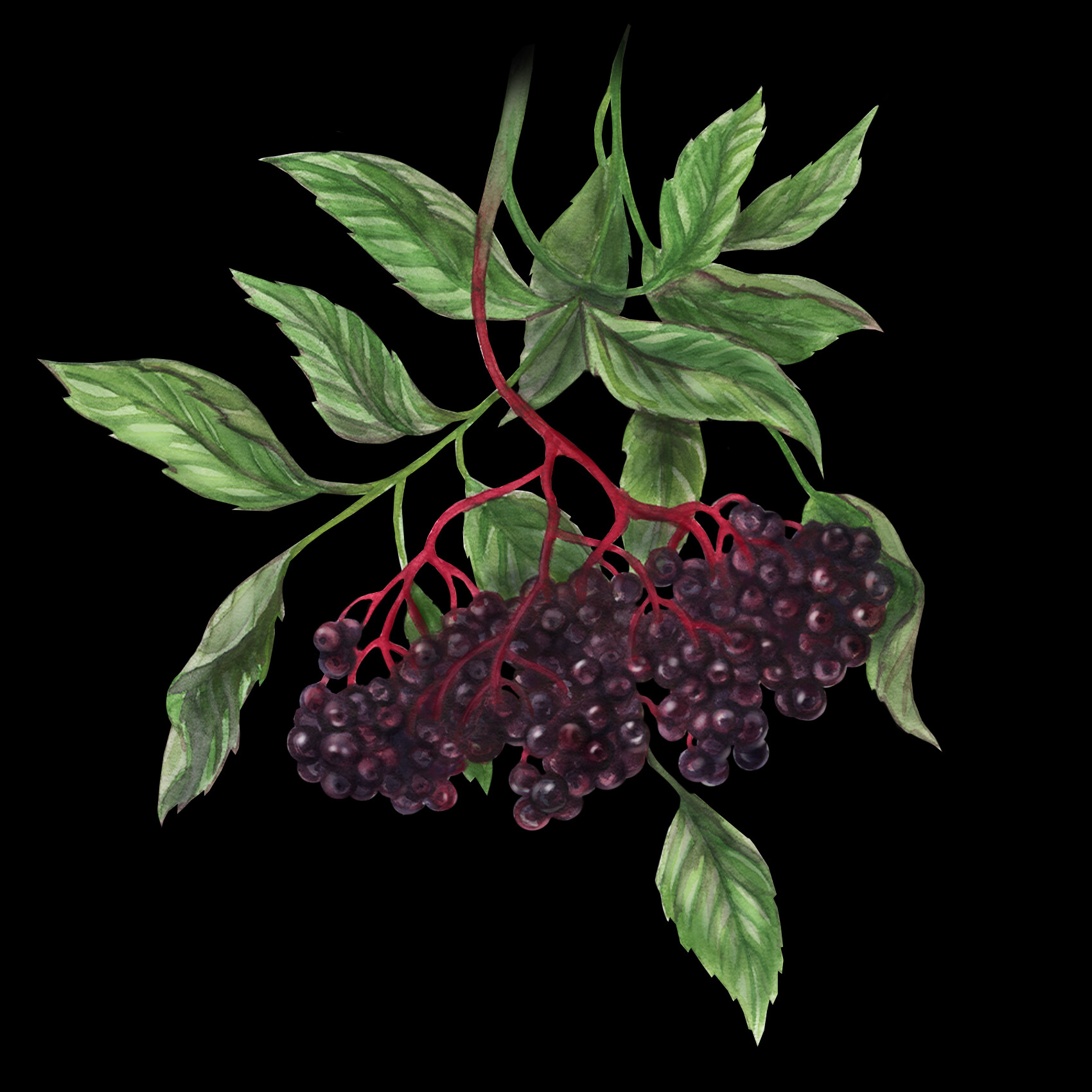 Packaging Compleo Gin