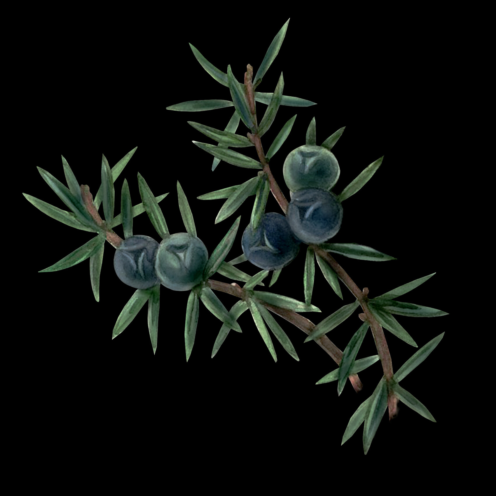 Packaging Compleo Gin